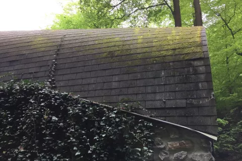 moss on a shingles roof
